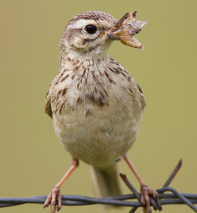 African Pipit